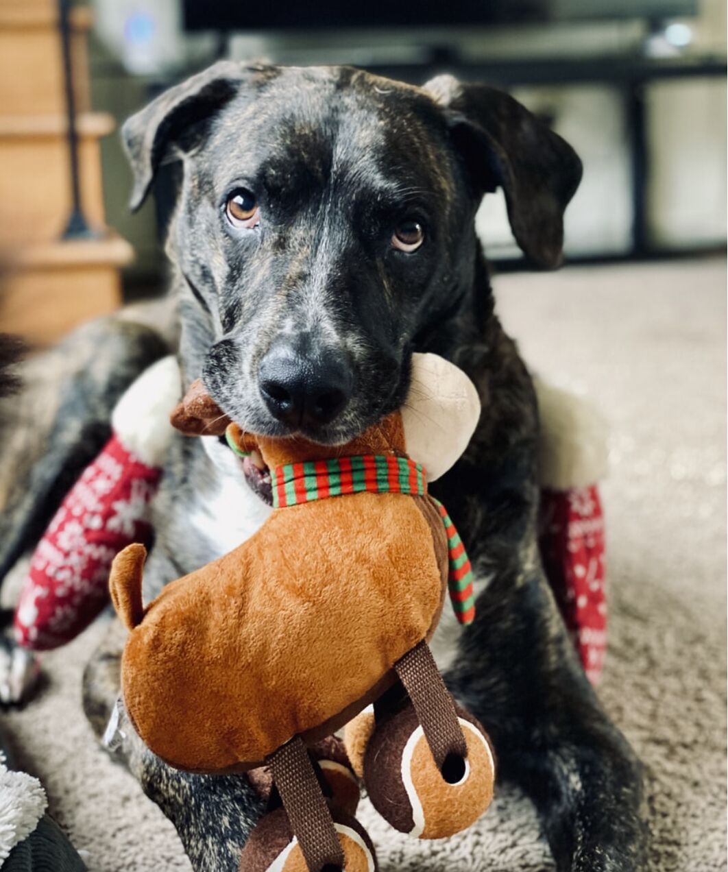 Christmas Toy 2
